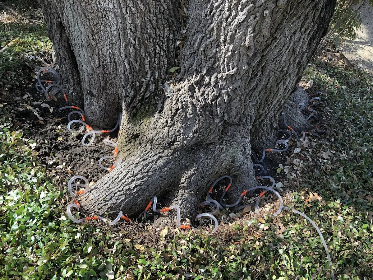 Detailed Tree Cabling and Bracing job site in Coxs Creek
